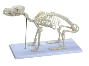 esqueleto de cachorro